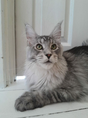 Polydactyl Black Silver Boy maine coon TICA