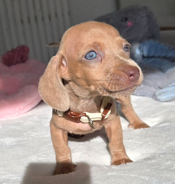 Gorgeous Daxies _ Miniature Dachshunds