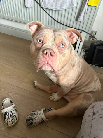 Male pocket bully