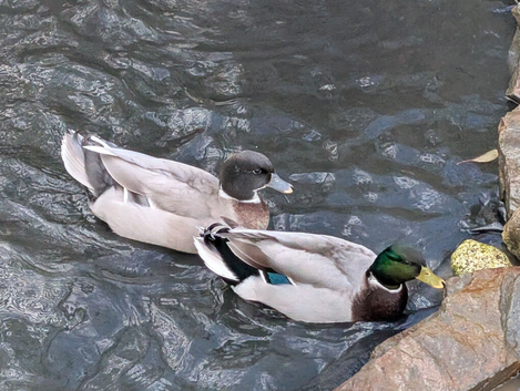 Two Drakes for sale
