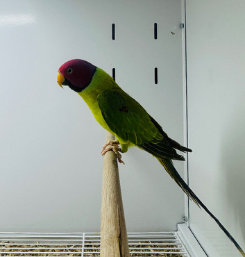 Plum headed parakeet