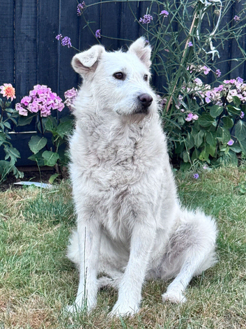 Rescue Nova