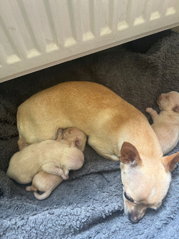 Chihuahua puppies