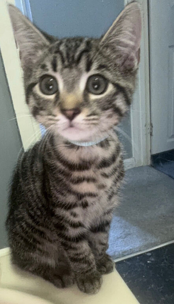 Boy kitten