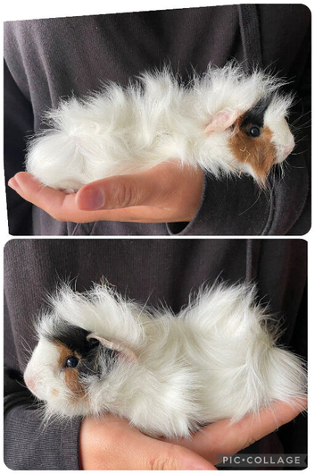 Baby boar guinea pigs