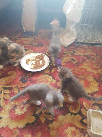 Maine Coon Kittens For Sale, 2 boys available