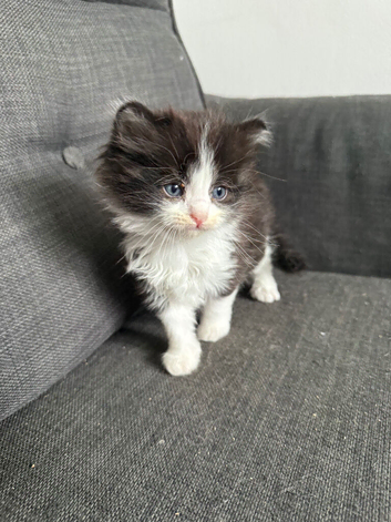 Kitten for sale to a good home