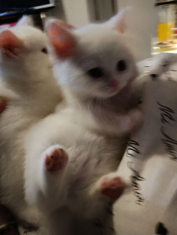 British shorthair cross kittens for sale