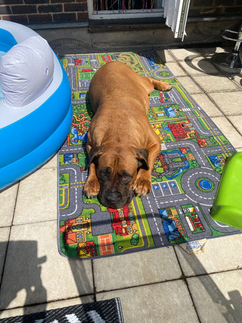 Boerboel for sale