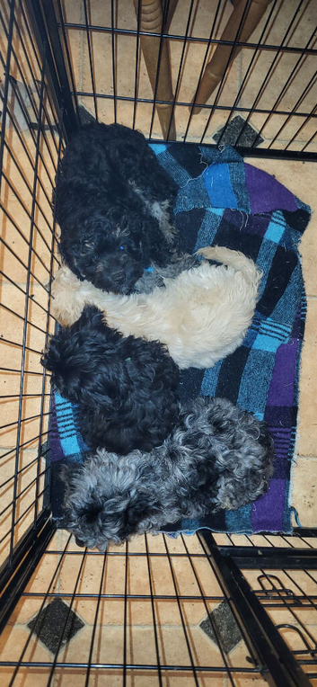 Caverpoo puppies