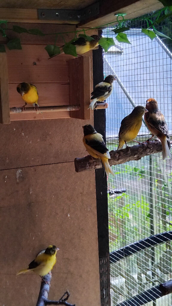 Variegated canary