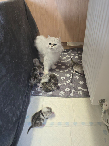5 x persian mixed X kittens