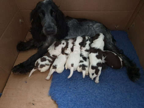 Stunning cocker spaniels