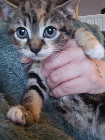 Kitten for sale