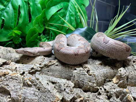 Solomon Island Ground Boa at Birmingham Reptiles
