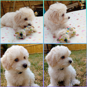 ready to leave*Genetically health tested maltipoo Maltipoo