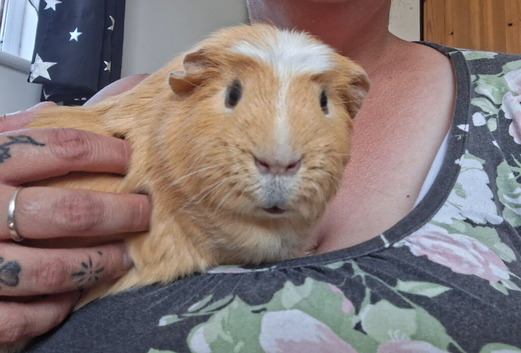 Male Guinea pig