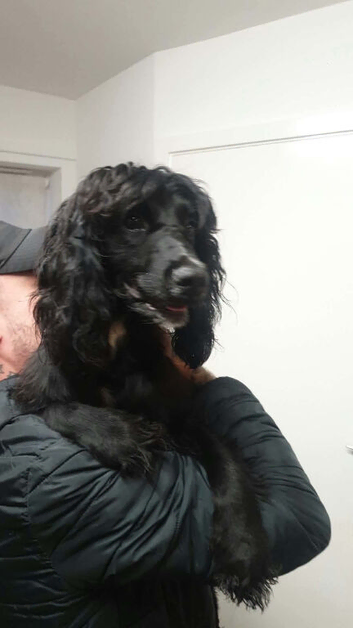 Black male cocker spaniel