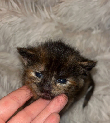 Kittens !