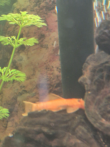 Super red bristlenose plecos