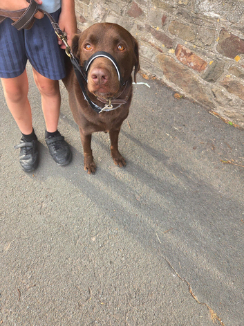 Male Labrador