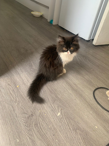 Ragdoll x Persian