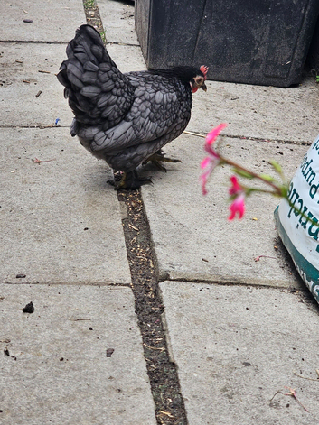 2 female chickens