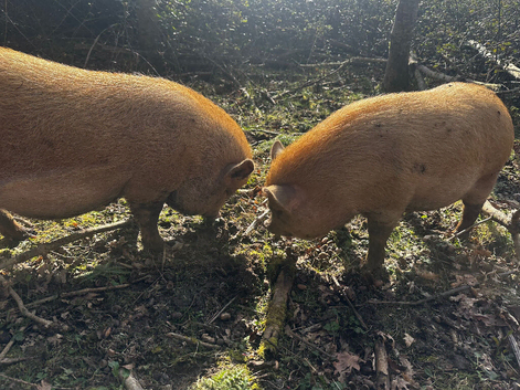 2 male kunekune pigs (brothers)