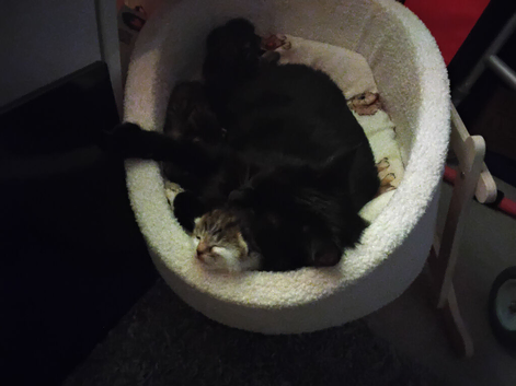 Tigerr dark coloured 3 kittens and white tigger one and full black on