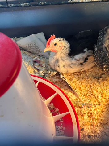 8 week old chick
