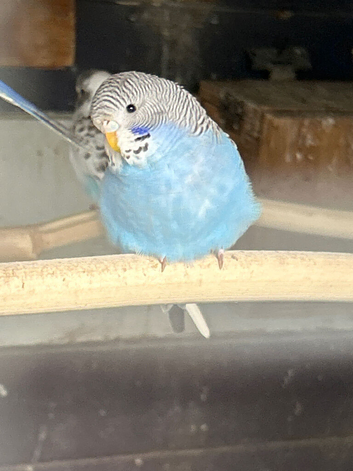 Baby Budgies