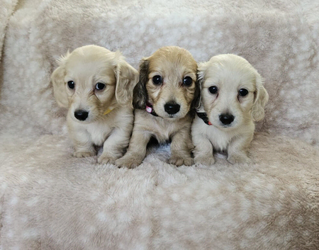 Cream long haired miniatures READY NOW