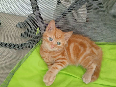 Beautiful kittens available now