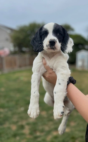 KC registered springer spaniel pups