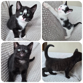 Four Male Kittens Looking for Loving Homes