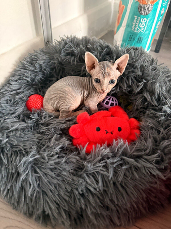 Last grey female Sphynx