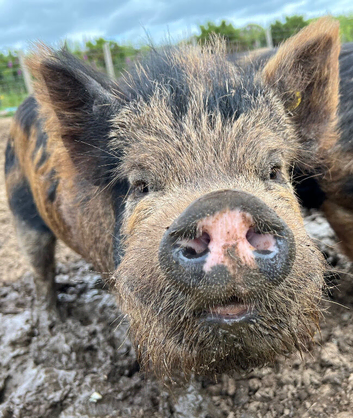 Intact Kune Kune/Juliana boar