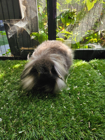 Sable single mane mini lion lop boy