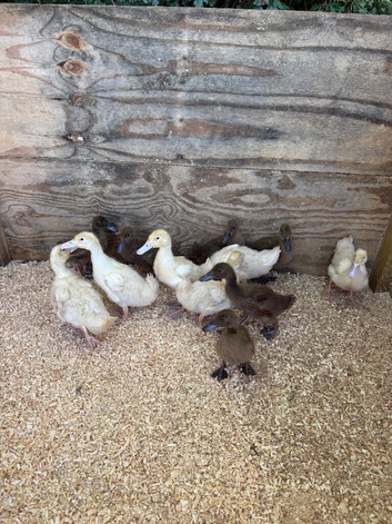 Cherry valley and khaki Campbell ducklings