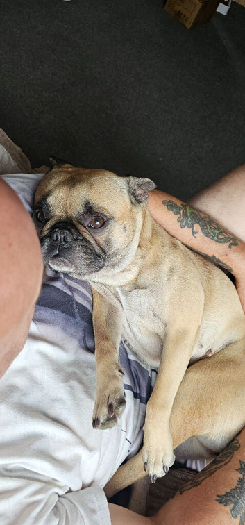 Frenchy