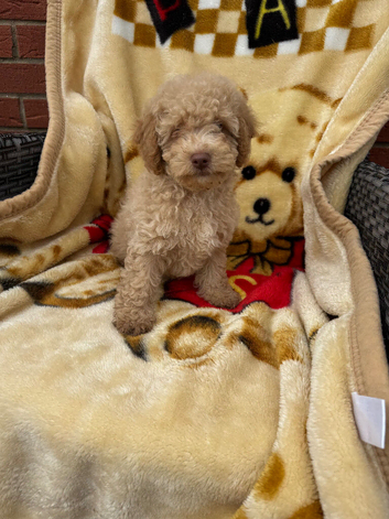 Toy poodle
