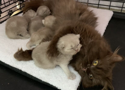 Beautiful British long hair kittens