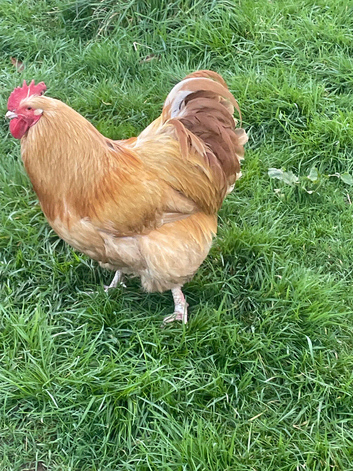 Buff Orpington  cockerel