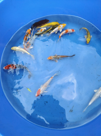 beautiful koi &pound;5 each
