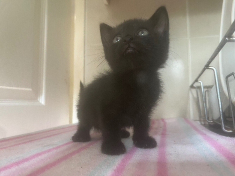 2 kittens for sale
