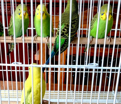 Baby budgies ready to collect now !