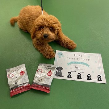TOY CAVAPOO PUPPIES DNA HEALTH TESTED PARENT AND GRANDPARENTS