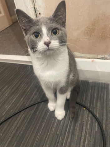 2 grey and white kittens