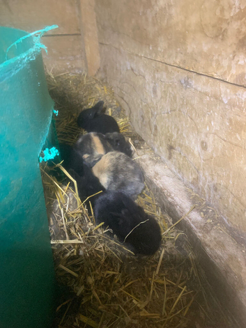 Rabbit kits