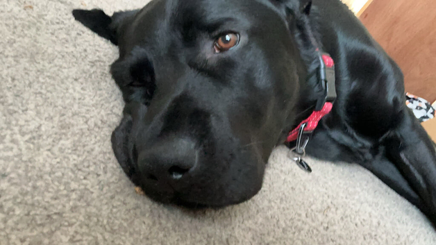 Our lab Milo
